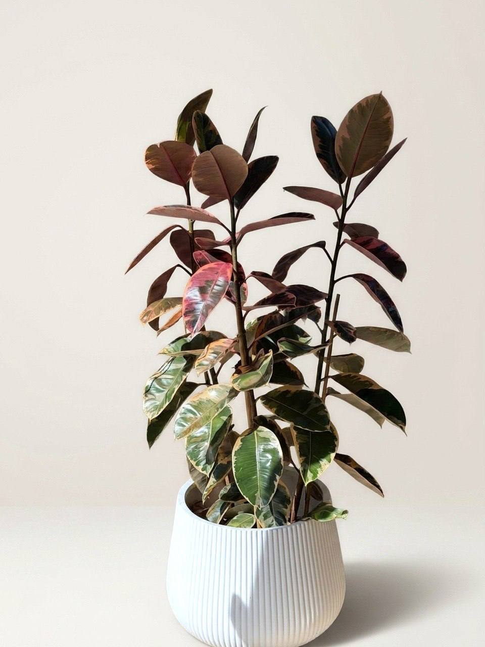 Burgundy Ficus - dark variegated rubber plant delivery in Los Angeles by Pink Clover