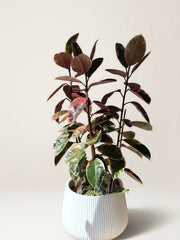 Burgundy Ficus - dark variegated rubber plant delivery in Los Angeles by Pink Clover