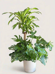 Jungle Duo - dracaena and monstera plant delivery in Los Angeles by Pink Clover