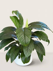 Peace Lily - live spathiphyllum plant delivery in Los Angeles by Pink Clover