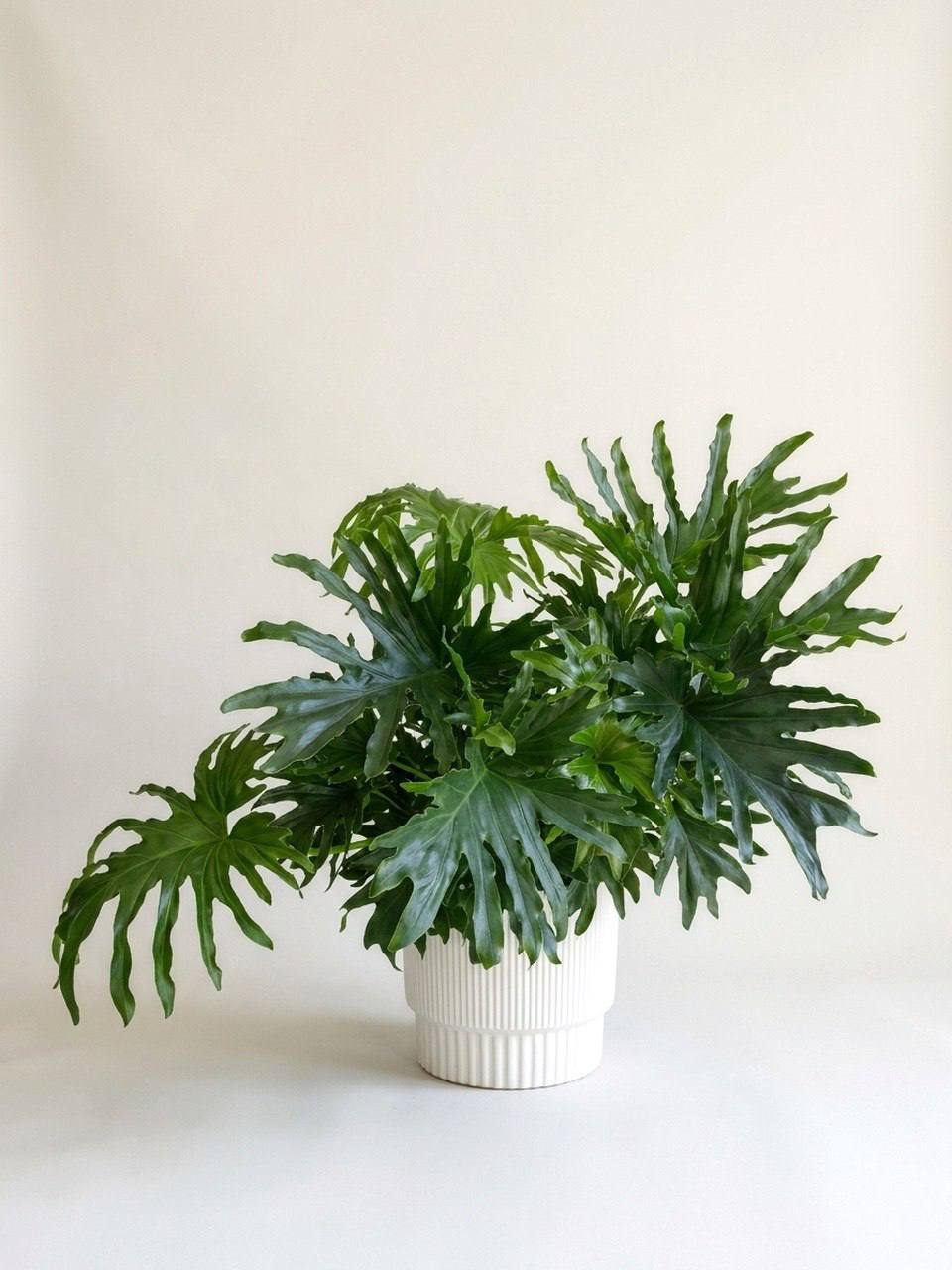 Philodendron Hope - split-leaf tropical plant delivery in Los Angeles by Pink Clover