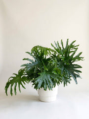 Philodendron Hope - split-leaf tropical plant delivery in Los Angeles by Pink Clover