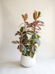 Ruby Ficus - variegated pink rubber plant delivery in Los Angeles by Pink Clover