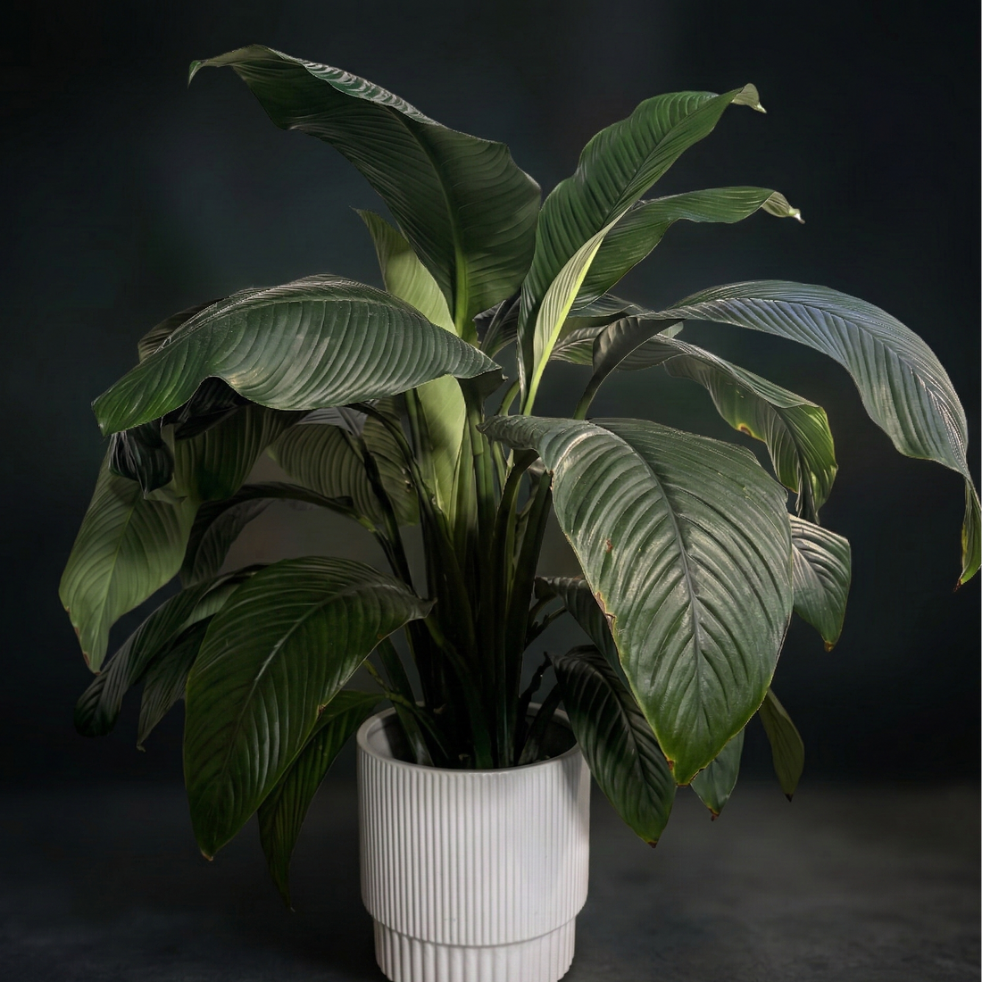 Peace Lily - fresh lily delivery in Los Angeles by Pink Clover