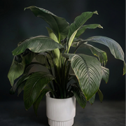 Peace Lily - fresh lily delivery in Los Angeles by Pink Clover