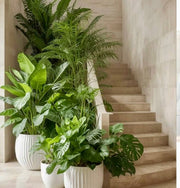 Atrium Lush