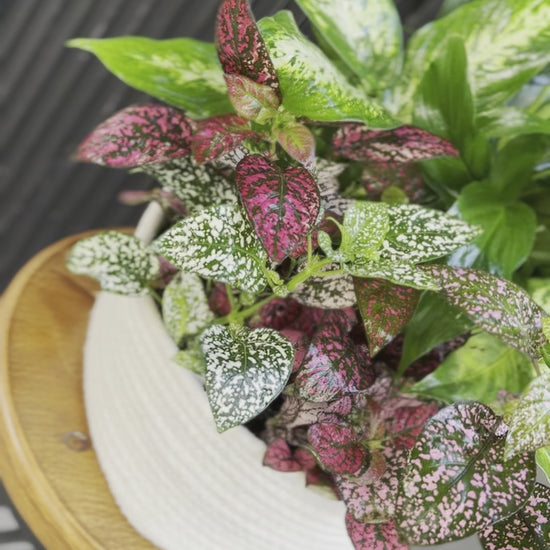 Fresh plant collection with a variety of vibrant green tones, beautifully presented and ready to elevate any interior space.