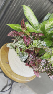 Fresh plant collection with a variety of vibrant green tones, beautifully presented and ready to elevate any interior space.