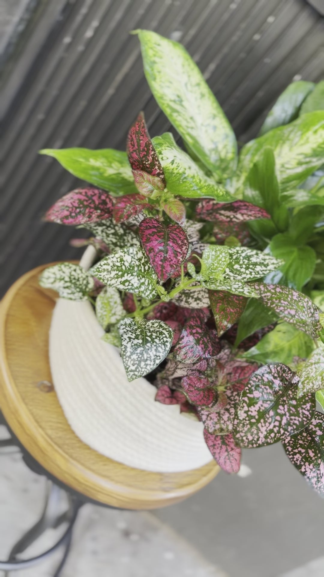 Fresh plant collection with a variety of vibrant green tones, beautifully presented and ready to elevate any interior space.