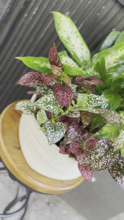 Fresh plant collection with a variety of vibrant green tones, beautifully presented and ready to elevate any interior space.