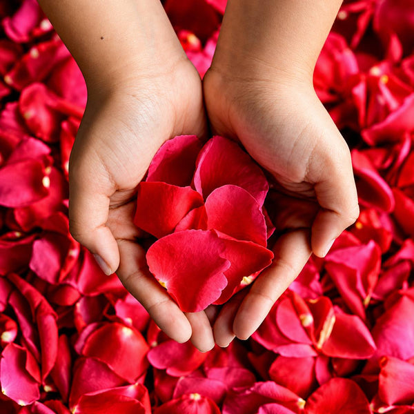 Hands holding fresh red rose petals, Los Angeles rose petal delivery