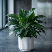 Spathiphyllum ‘Sensation’ - premium fresh floral arrangement same-day delivery Los Angeles