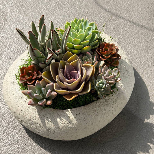 Succulent Garden - fresh plant delivery in Los Angeles by Pink Clover