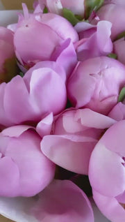 Peonies