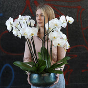 Orchid Plants close-up detail - fresh orchid from Pink Clover LA