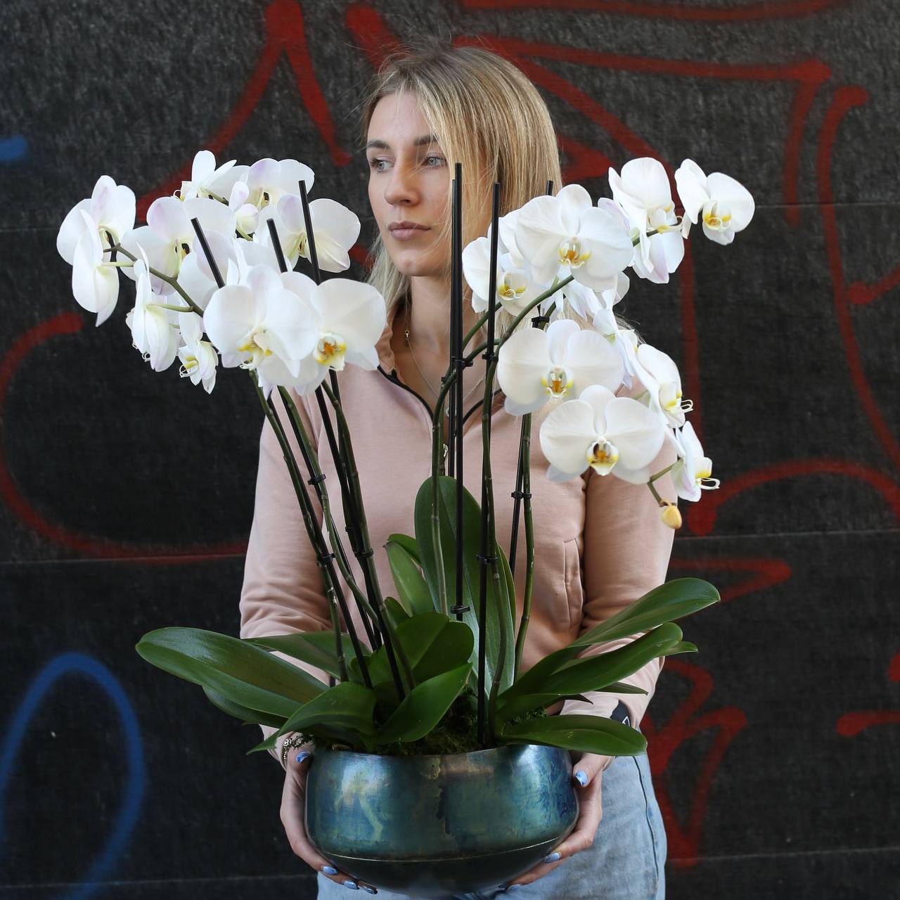 Orchid Plants close-up detail - fresh orchid from Pink Clover LA