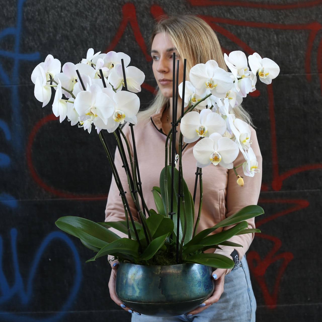 Orchid Plants arrangement styled in setting - luxury orchid Los Angeles florist