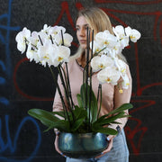 Orchid Plants arrangement styled in setting - luxury orchid Los Angeles florist