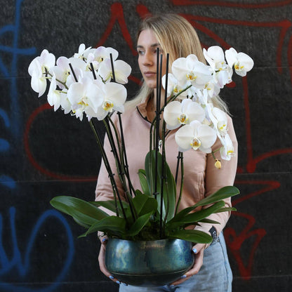 Orchid Plants arrangement styled in setting - luxury orchid Los Angeles florist