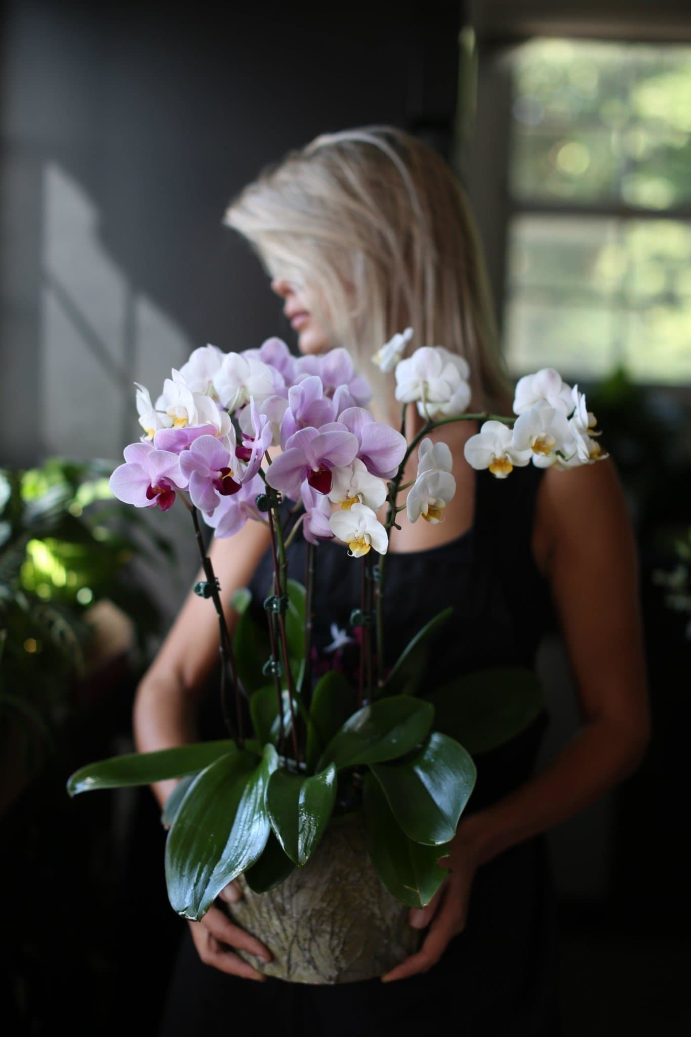Orchids plants in ceramic vase - premium fresh orchid same-day delivery Los Angeles